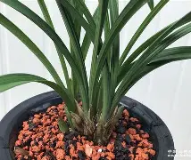 ;劮春6?謿a?u怜穧(睙鏃呮父嗘梾琛屾帹鑽愬畼鏃呮父鏀荤暐)